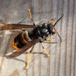 Vespa velutina nigrithorax (Asiatische Hornisse); Fotonachweis: © Thomas Beissel
