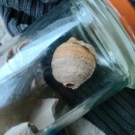 Vespa velutina Nest im Glas; Fotonachweis: unbekannt