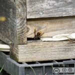 Vvn Einzeltier am verengten Flugloch einer Bienenbeute