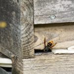 Vvn Einzeltier am verengten Flugloch einer Bienenbeute