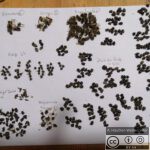 Vvn Schaden am Bienenvolk - Beispielzählung