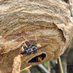 Nest im Gebüsch
