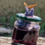 Locktopf mit Schmetterling, 31.07.2024