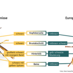 Asiatische Hornisse vs. Europäische Hornisse - Unterscheidung
