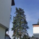 Suchbild Sekundärnest02