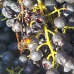 Schäden durch Vespa velutina nigrithorax (Vvn), Einzeltier an Weintraube; Foto: cc by sa Petra Miersch, (19.11.2024, Interne Quelle: WAG-VAH, PM)