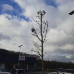 Mittlere Wespe Nest