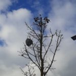 Mittlere Wespe Nest