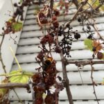 Schäden am Weinbau Miri