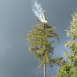 Nestabtötung mit Lanze und Hubsteiger