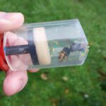 Vespa velutina nigrithorax - Imkervereine stellen Informationen zur Verfügung