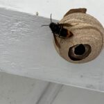 Bestimmungshilfen für Insekten - Schwerpunkt Wespen Hornissen und Wildbienen