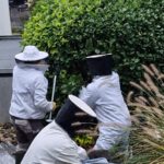 Mensch oder Tier trifft Vespa velutina nigrithorax- Gesundheitsgefährdung ?