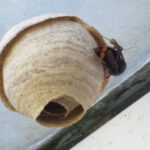 Baden-Württemberg - Asiatische Hornisse: Erfolgreiches Engagement in der Bekämpfung wird fortgesetzt / 28.01.2026