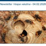 Uni Hohenheim - Newsletter Vespa velutina - 04.02.2026