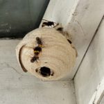 Nest-Usurpation bei Vespa velutina nigrithorax: Königinnen-Kämpfe im Frühjahr und ihre Bedeutung für das Invasions-Management