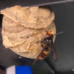 Vespa velutina nigrithorax - Saisonstart mit Macht - Königinnen finden und Verifizieren