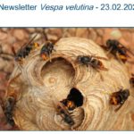 Uni Hohenheim - Newsletter Vespa velutina - 23.02.2026