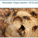 Uni Hohenheim - Newsletter Vespa velutina – 03.02.2026