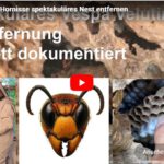 Einblick in die Entfernung eines Nester der Vespa velutina nigrithorax - mit Fensterblick